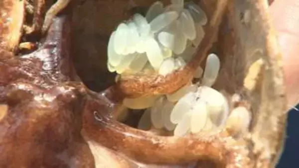 香川県特産のイイダコ／漁獲量回復へ卵を放流【香川】