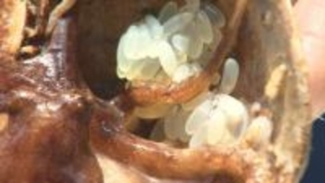 香川県特産のイイダコ／漁獲量回復へ卵を放流【香川】