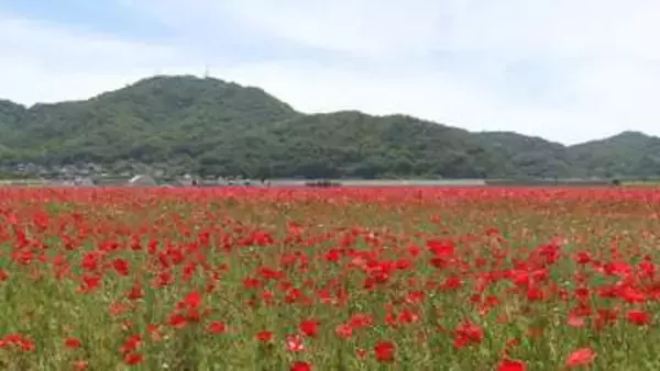 １０００万本、ポピーの赤じゅうたん／笠岡市の笠岡湾干拓地で見ごろ【岡山】