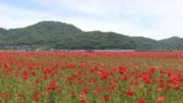 １０００万本、ポピーの赤じゅうたん／笠岡市の笠岡湾干拓地で見ごろ【岡山】