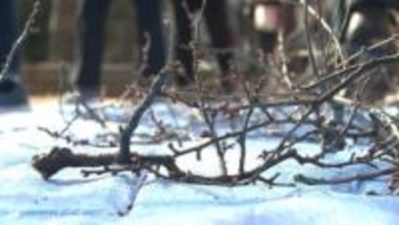 岡山後楽園で梅の枝販売【岡山】