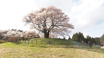 岡山県天然記念物・醍醐桜が満開【岡山】