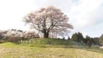岡山県天然記念物・醍醐桜が満開【岡山】