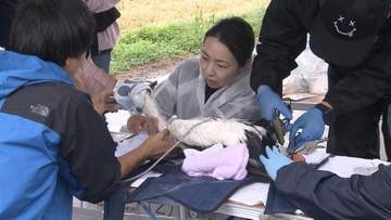 コウノトリのひな３羽に個体識別の足環取り付け／まんのう町で香川県、町の職員ら【香川】