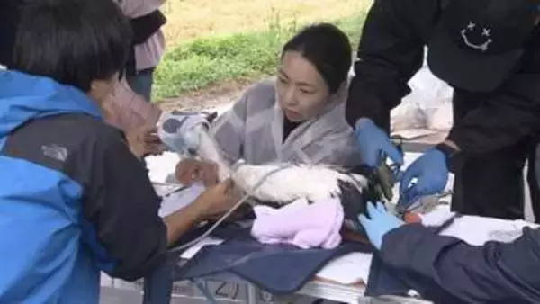 コウノトリのひな３羽に個体識別の足環取り付け／まんのう町で香川県、町の職員ら【香川】