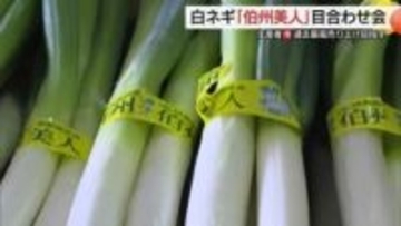 「天ぷらが絶品！」鳥取西部ブランド白ネギ「伯州美人」出荷へ品質に自信　生産者もV字回復（鳥取）