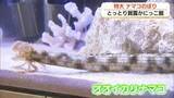 「こいのぼり？いえ、巨大な「ナマコ」です「とっとり賀露かにっこ館」で特別展示「オオイカリナマコ」」の画像1