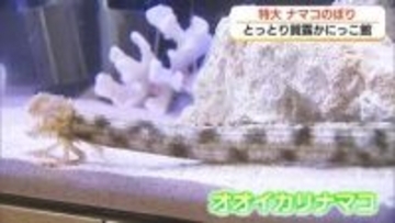 こいのぼり？いえ、巨大な「ナマコ」です「とっとり賀露かにっこ館」で特別展示「オオイカリナマコ」