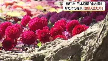 大輪「ダリア」10万輪が池一面に「池泉天竺牡丹」日本庭園「由志園」の秋鮮やかに彩る（島根・松江市）