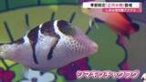 「紅白模様の「ハタタテハゼ」や福袋連想「シマキンチャクフグ」など６種類　アクアスに「正月水槽」登場」の画像1