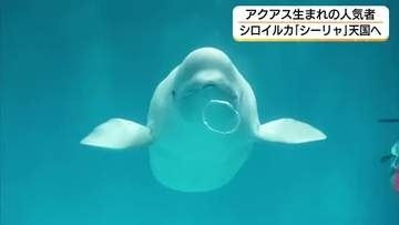 初めての「アクアス生まれ」シロイルカ「シーリャ」死ぬ　バブルリングで一躍人気者に（島根）