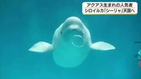 初めての「アクアス生まれ」シロイルカ「シーリャ」死ぬ　バブルリングで一躍人気者に（島根）