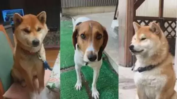 「謎の愛犬不審死から1年…原因特定できず飼い主は“悲しの淵”に沈んだまま…「2度とあってはならない」無念の日々」の画像