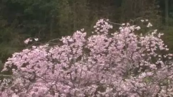 山陰にまた“春の嵐”…最大瞬間風速鳥取20.4メートル松江19.6メートル　突風や雷雨などに注意