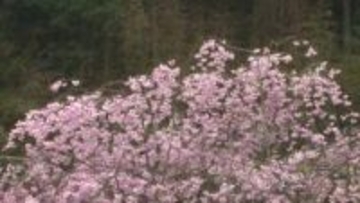 山陰にまた“春の嵐”…最大瞬間風速鳥取20.4メートル松江19.6メートル　突風や雷雨などに注意