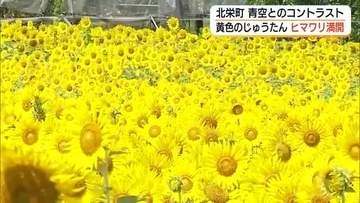 夏の青空と黄色のコントラスト…ヒマワリ数万本咲き誇る絶景　地域住民が遊休農地活用（鳥取）