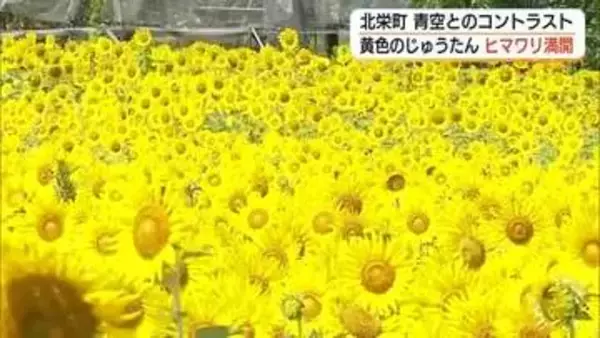 夏の青空と黄色のコントラスト…ヒマワリ数万本咲き誇る絶景　地域住民が遊休農地活用（鳥取）