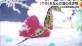 「海の“ウマ”たち大集合！なぜか「ウーパールーパー」も！？「午年」にちなんだ海の生き物紹介（鳥取）」の画像1
