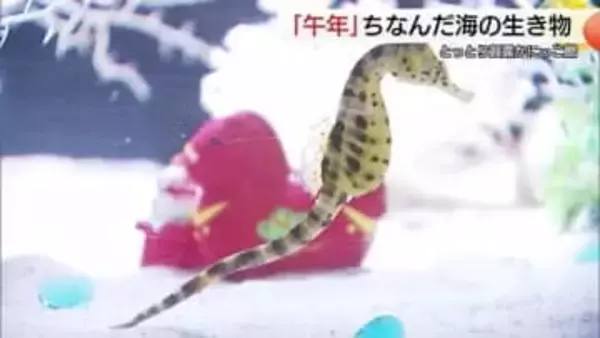海の“ウマ”たち大集合！なぜか「ウーパールーパー」も！？「午年」にちなんだ海の生き物紹介（鳥取）