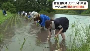 皆生温泉旅館で提供の「オリジナル日本酒」づくりへ酒米田植え「ストーリーも一緒に味わって」（鳥取）