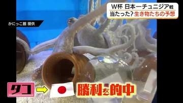 「かにっこ館」の生きものがW杯の勝敗を予想　チュニジア戦的中は「タコ」（鳥取市）