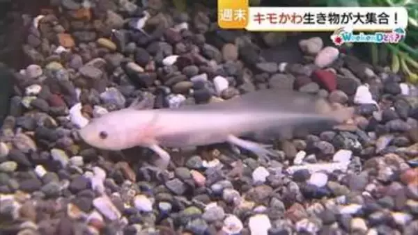週末どう？見た目でドキッ、触れてほっこり　思わず推したくなる！？「キモかわ生き物展」（鳥取・米子市）