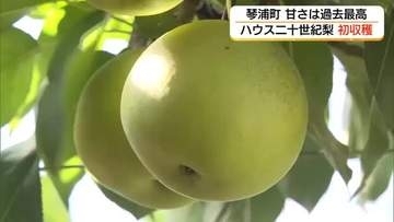 「ハウス二十世紀梨」の収穫始まる　玉太り良好…糖度「10.9」で過去最高の甘さ（鳥取・琴浦町）