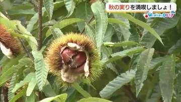シルバーウイークはフルーツ狩りへ　りんご狩り＆栗拾いで実りの秋を満喫（島根）