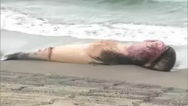 腐敗で“爆発”の恐れも…北栄町に体長7メートルのクジラ漂着　近づかないよう呼びかけ（鳥取）