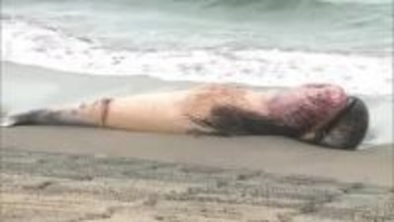 腐敗で“爆発”の恐れも…北栄町に体長7メートルのクジラ漂着　近づかないよう呼びかけ（鳥取）