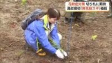 花粉症軽減への“救世主”に…「無花粉スギ」鳥取市で植栽　成長後は木材資源に　鳥取オリジナル品種も開発