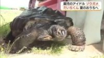 こども園のアイドル！ゾウガメの「だいちくん」夏のおうちにお引っ越し　園児たちが声援（鳥取・米子市）