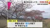「一足早く春を告げる「河津桜」　寒の戻りで“足踏み”も間もなく見ごろ　「命の洗濯…癒されました」　島根」の画像1