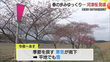一足早く春を告げる「河津桜」　寒の戻りで“足踏み”も間もなく見ごろ　「命の洗濯…癒されました」　島根