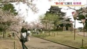 “春の嵐”に耐え…満開迎えた城山公園のソメイヨシノ見ごろのラストスパート　9日から荒天に注意（島根）