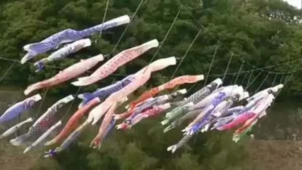 初夏の陽気の中…130匹のコイノボリ悠々と！川面の風を受けて泳ぐ姿　地域への恩返しへ（島根）