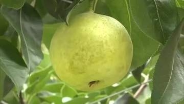 鳥取特産二十世紀梨のルーツ「親木」から今年も収穫　樹齢123年の”長寿”木に約600個実る