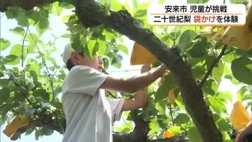 「世界一おいしい梨になって」と願い込め…子どもたちが二十世紀梨の「袋掛け」作業を体験（島根・安来市）