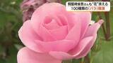 「絢爛！日本庭園に100種類のバラ競演　“令和の花咲じじい”假屋崎省吾さんが華麗にアレンジ（島根）」の画像1