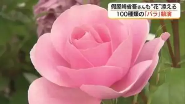 絢爛！日本庭園に100種類のバラ競演　“令和の花咲じじい”假屋崎省吾さんが華麗にアレンジ（島根）