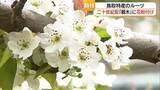「二十世紀梨普及の“ルーツ”　樹齢123年の「親木」が花満開！今年も秋の収穫めざし人工授粉作業（鳥取）」の画像1