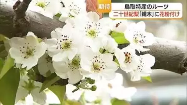 二十世紀梨普及の“ルーツ”　樹齢123年の「親木」が花満開！今年も秋の収穫めざし人工授粉作業（鳥取）
