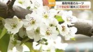 二十世紀梨普及の“ルーツ”　樹齢123年の「親木」が花満開！今年も秋の収穫めざし人工授粉作業（鳥取）