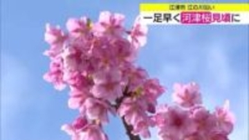 【歳時記】一足早い”春”を演出　早咲きの桜「河津桜」が江の川沿いで見ごろ迎える（島根・江津市）