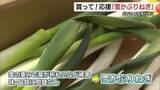 「大雪で葉が折れても…「甘みたっぷり」特産白ネギを米子市役所で応援販売5キロ1000円に大反響（鳥取）」の画像1