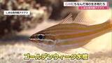 「見てウキウキ“ゴールデン”な水槽…しまね海洋館アクアスでGWにちなんだ海の生き物紹介（島根）」の画像1