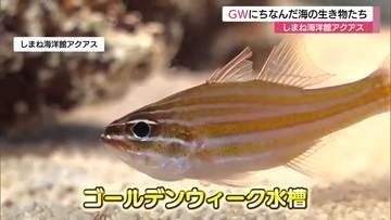見てウキウキ“ゴールデン”な水槽…しまね海洋館アクアスでGWにちなんだ海の生き物紹介（島根）