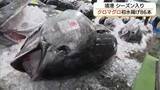 「日本海の天然クロマグロ初水揚げ！シーズン到来で境港に活気　市場に86本の“黒いダイヤ”並ぶ（鳥取）」の画像1