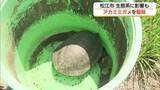 「松江市の「堀川」でも繁殖　特定外来生物「アカミミガメ」を駆除　放流・販売は違法「責任をもって飼育を」」の画像1