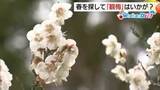 「【WeekenDどう？】春を探す週末旅　山陰の名所で“観梅”を満喫　「梅グルメ」も楽しんで」の画像1